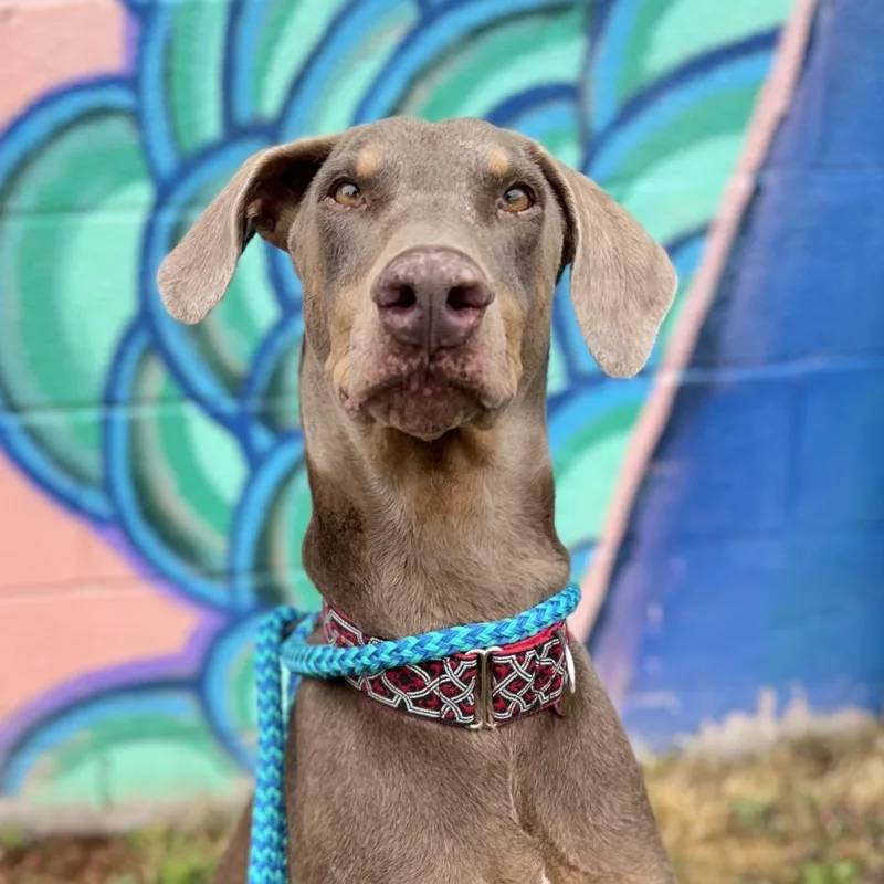 An adult medium-sized male Brown / Chocolate Doberman Pinscher dog named Ketchup for adoption in Salt Lake City, UT