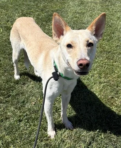 An adult medium-sized female Shepherd dog named Leia for adoption in Phoenix, AZ