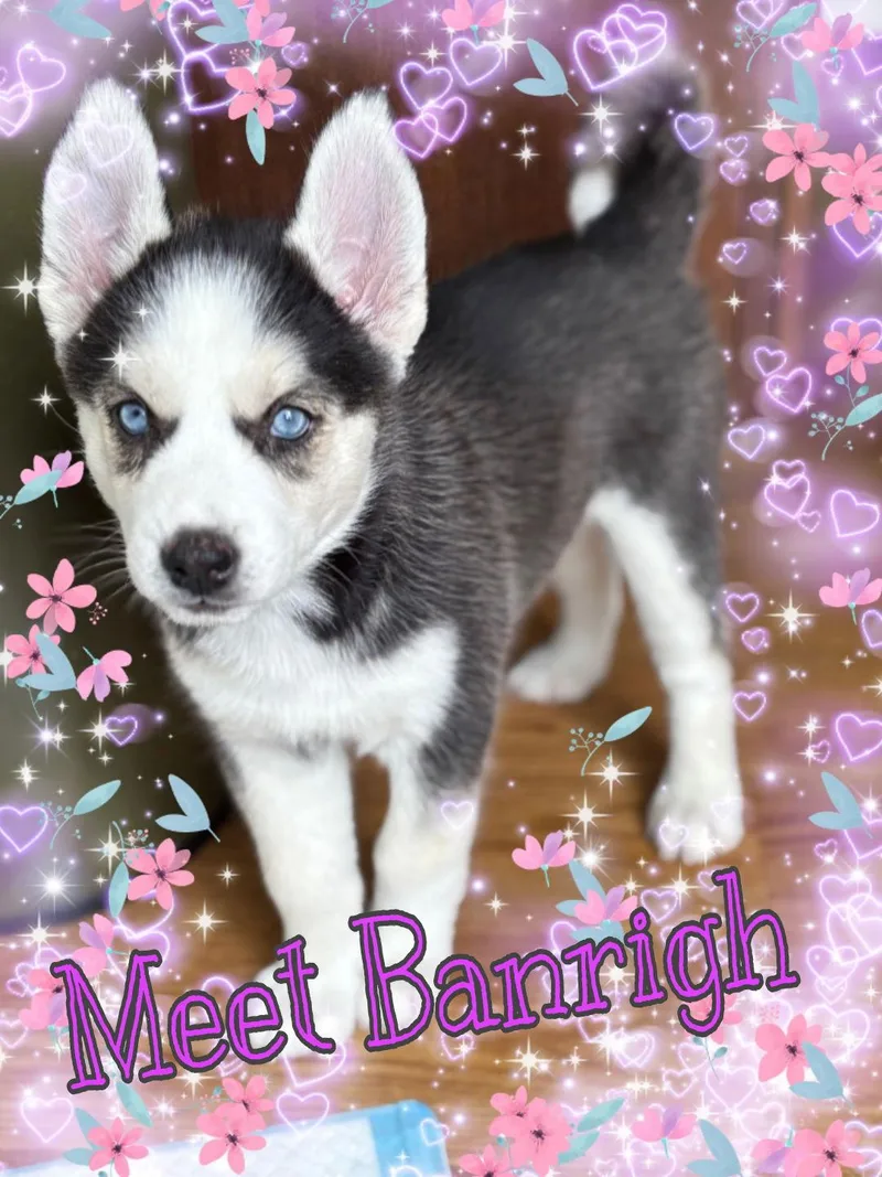 A young medium-sized female Husky dog named Banrigh for adoption in San Antonio, TX