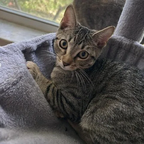 A baby small-sized female Brown / Chocolate Domestic Short Hair cat named Leia for adoption in Jupiter, FL