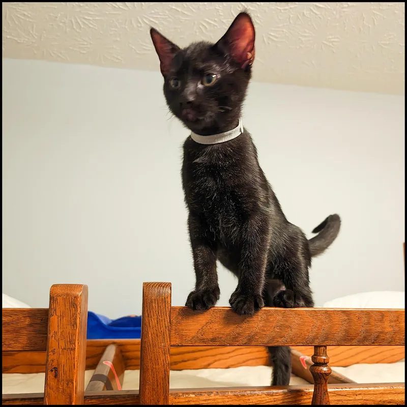 A young medium-sized male Black Domestic Short Hair cat named Miggy for adoption in Roswell, GA