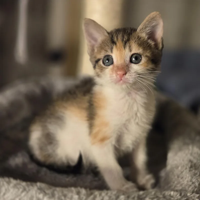 Patti