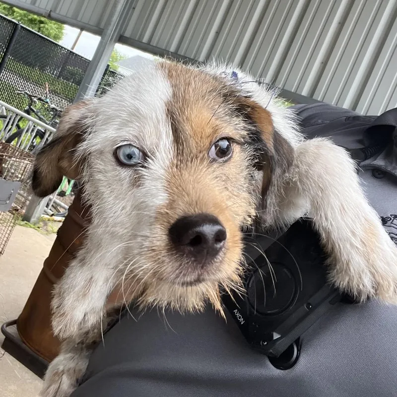 A baby small-sized male White / Cream Terrier dog named Gandolf for adoption in Spokane, WA