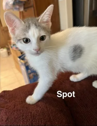 Spot thumbnail 5