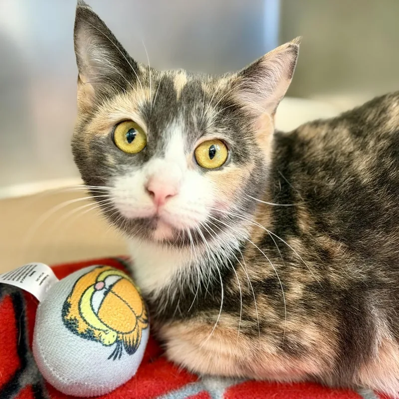 An adult medium-sized female Dilute Tortoiseshell Domestic Short Hair cat named Aster for adoption in Jackson, NJ