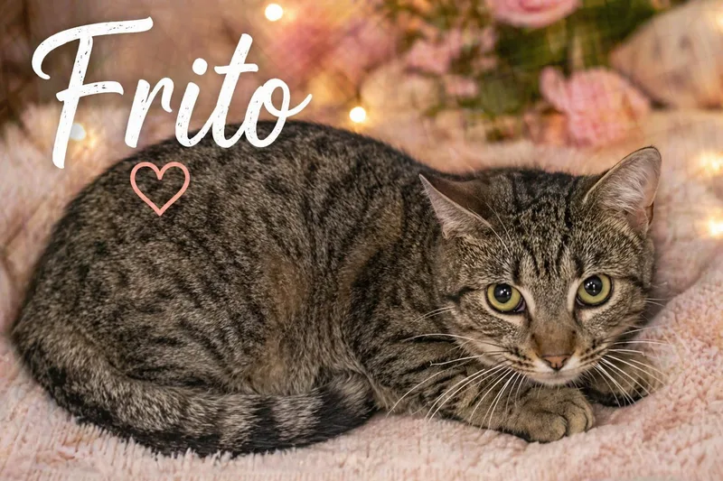 An adult medium-sized male Tabby cat named Frito for adoption in Greenville, DE