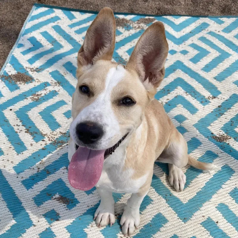 A baby medium-sized female Yellow / Tan / Blond / Fawn Mixed Breed dog named Butterfly for adoption in Sand Springs, OK