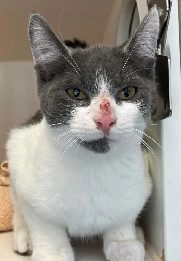 A baby medium-sized male Domestic Short Hair cat named Olive Jar for adoption in Staten Island, NY
