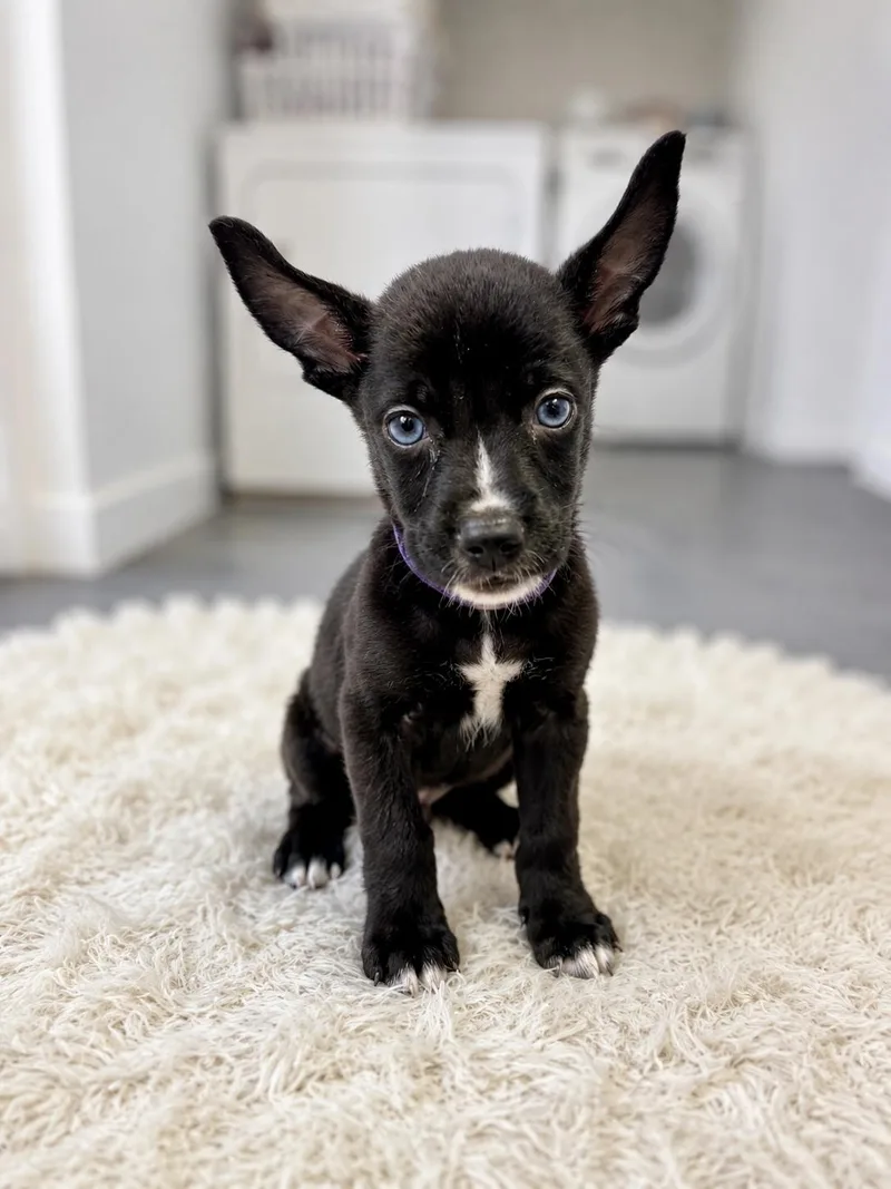 A baby medium-sized female Black German Shepherd Dog dog named Georgia Okeeffe for adoption in Houston, TX