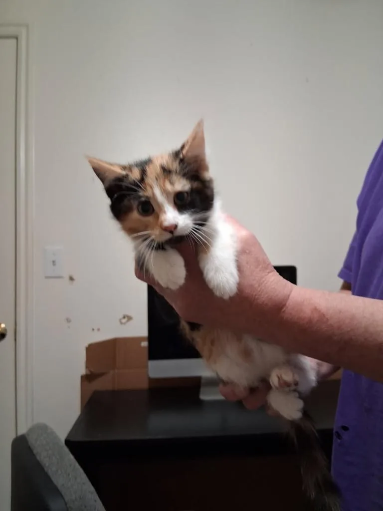 A baby medium-sized female Domestic Short Hair cat named Cammi for adoption in Heber City, UT