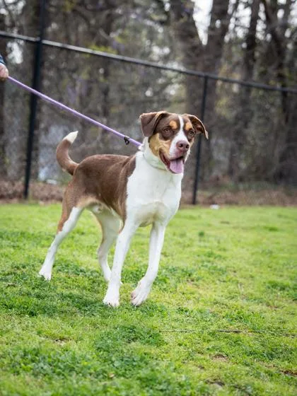 A young large-sized male Mixed Breed dog named Kevin for adoption in Chamblee, GA
