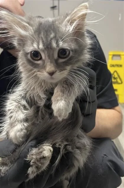 A baby small-sized female Domestic Long Hair cat named Julisa for adoption in Redlands, CA