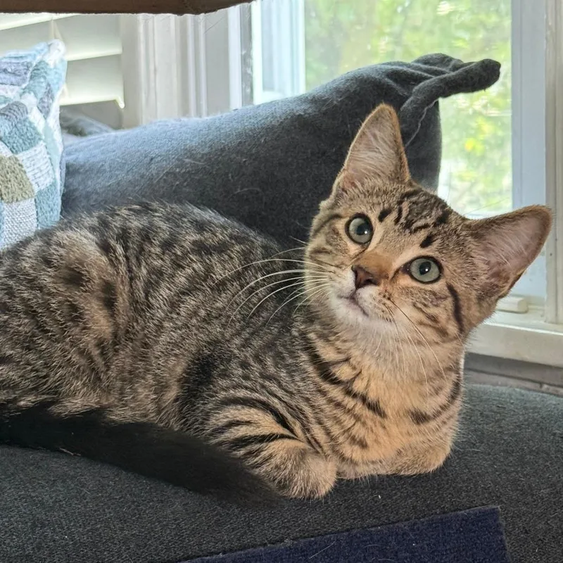 A baby small-sized female Brown / Chocolate Domestic Short Hair cat named Clementine for adoption in Roselle, IL
