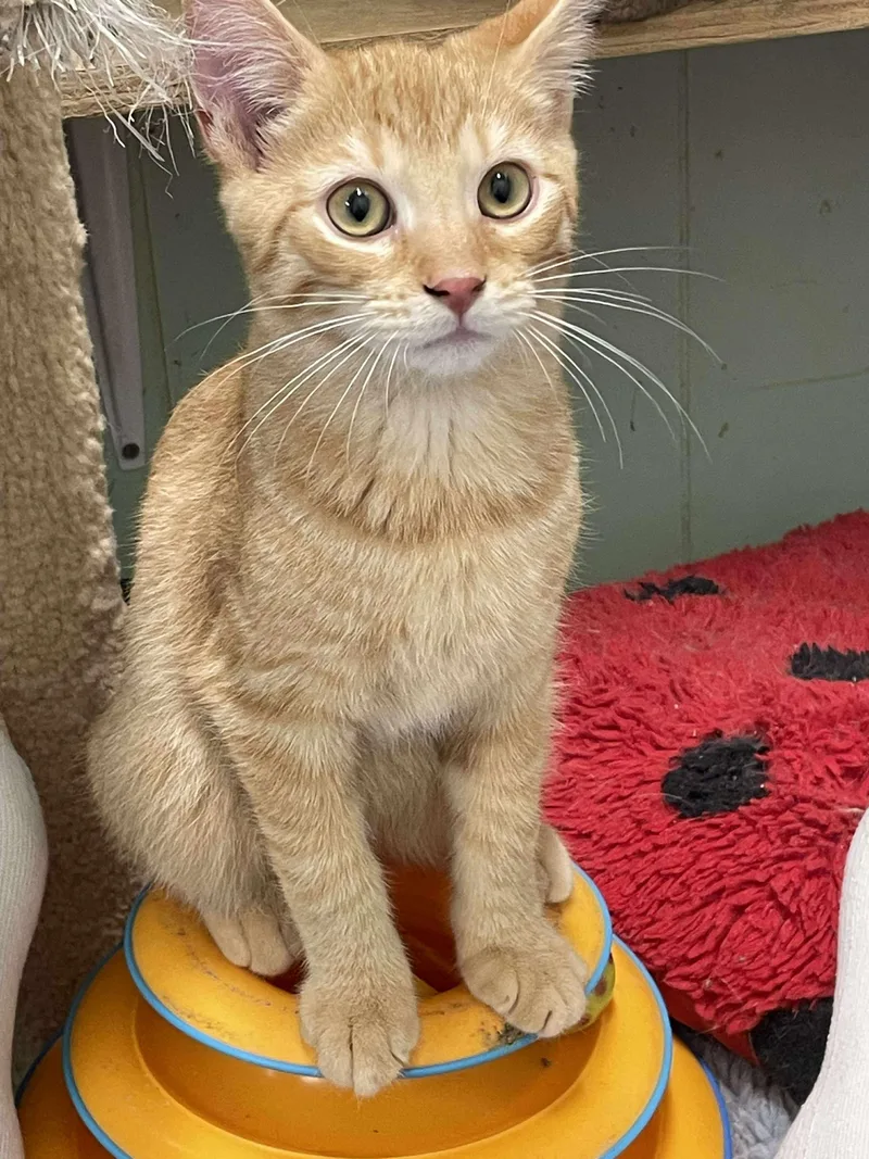 Squash Whiskers Jones