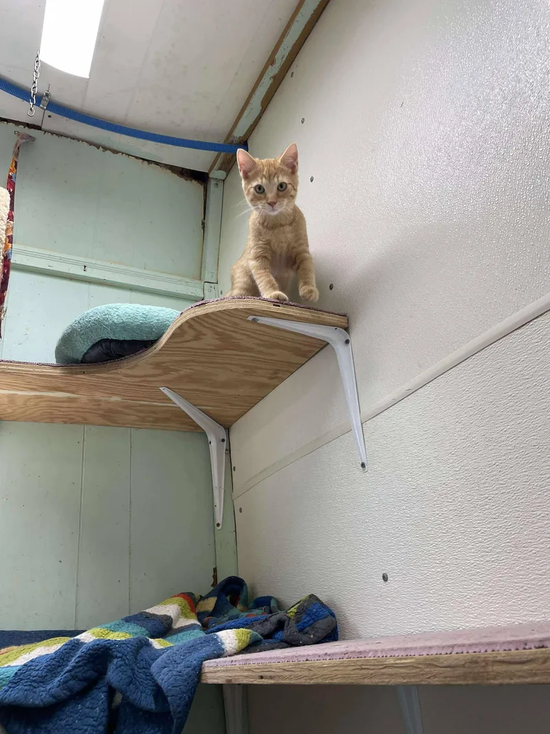 Squash Whiskers Jones thumbnail 2