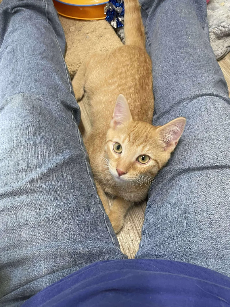 Squash Whiskers Jones thumbnail 4