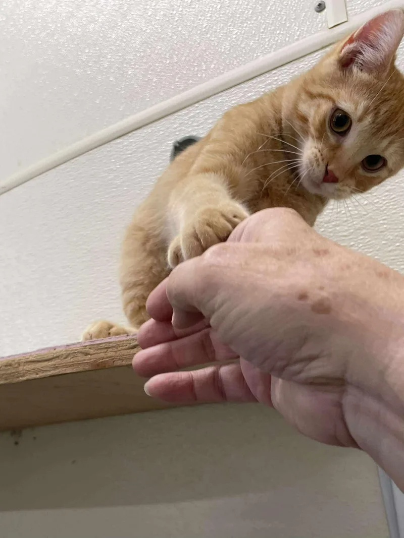 Squash Whiskers Jones thumbnail 5