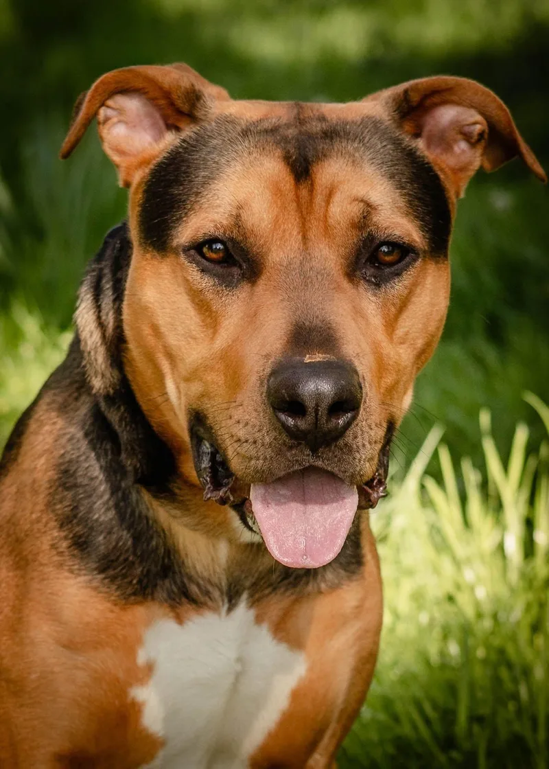 A young large-sized male German Shepherd Dog dog named Carl for adoption in Tillamook, OR