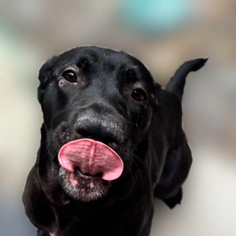 An adult medium-sized female Black Labrador Retriever dog named Mother Talzin for adoption in Reno, NV