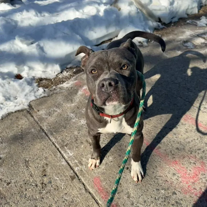 An adult medium-sized male Gray / Blue / Silver Pit Bull Terrier dog named Smokey for adoption in Weimar, CA