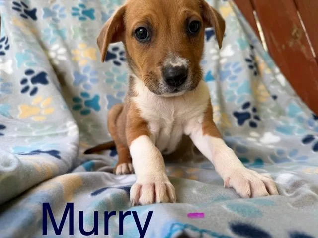 Murry Mojito thumbnail 3