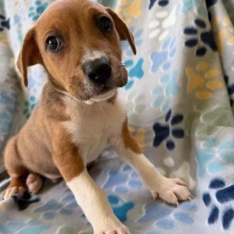 Murry Mojito thumbnail 4