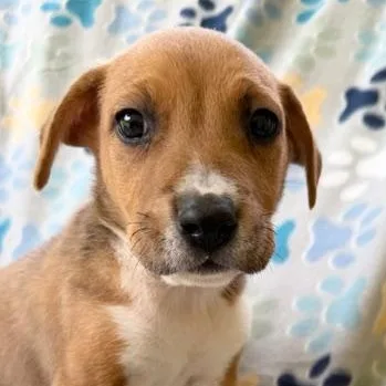 A baby medium-sized male Yellow / Tan / Blond / Fawn German Shepherd Dog dog named Murry Mojito for adoption in Andover, MA