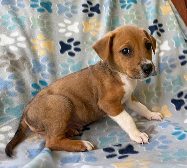 Murry Mojito thumbnail 5