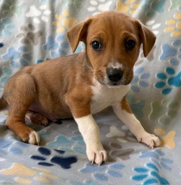 Murry Mojito thumbnail 6