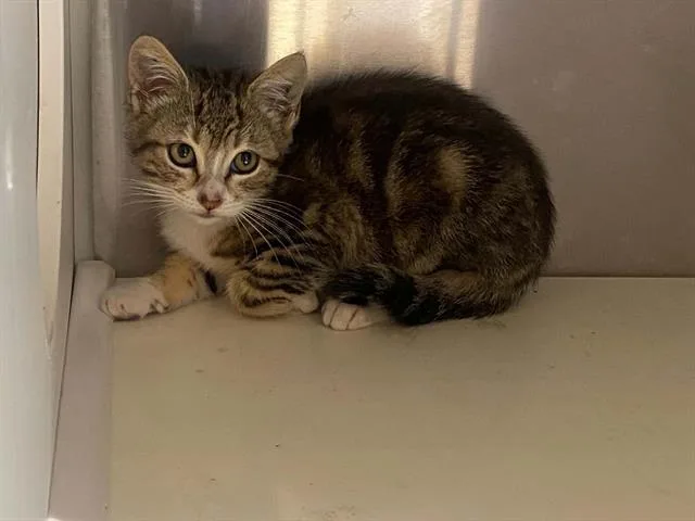 A baby small-sized male Domestic Short Hair cat named Bucky for adoption in Tustin, CA