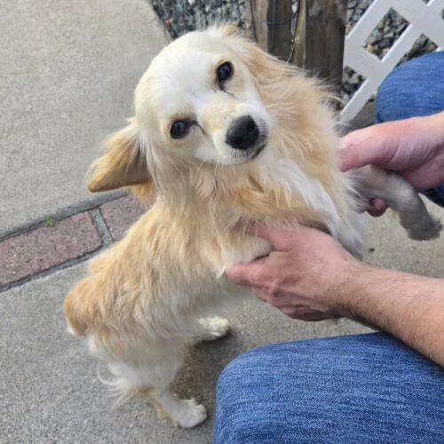 A young small-sized male Yellow / Tan / Blond / Fawn Miniature Dachshund dog named Gage for adoption in San Juan Capistrano, CA