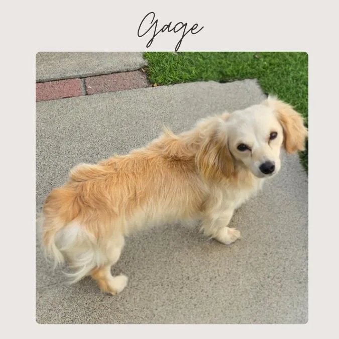 Gage thumbnail 5
