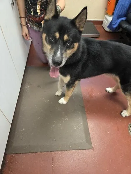 An adult large-sized male Siberian Husky dog named Thing for adoption in Salisbury, MD