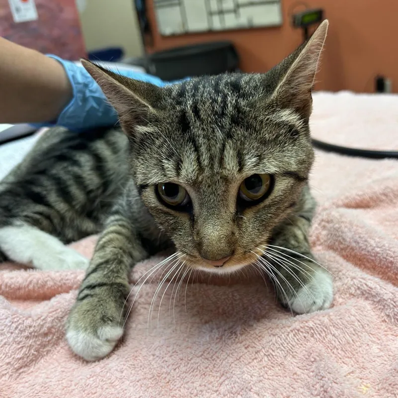 An adult medium-sized male Brown / Chocolate Domestic Short Hair cat named Pinocchio Threelegged cuddler for adoption in Flagstaff, AZ