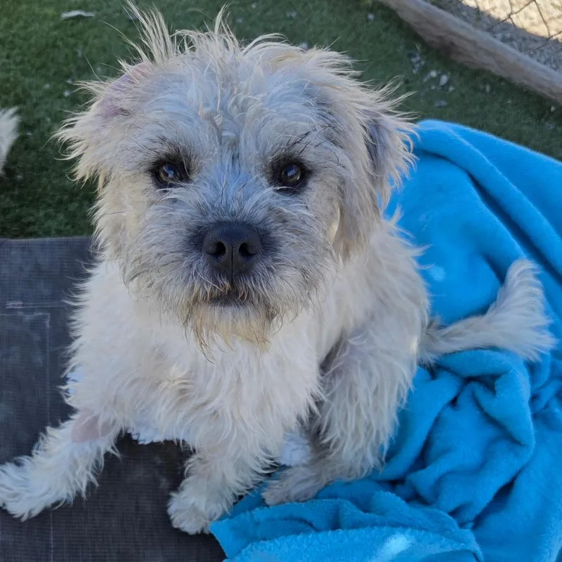 A young small-sized female White / Cream Standard Schnauzer dog named Trixie for adoption in San Pablo, CA