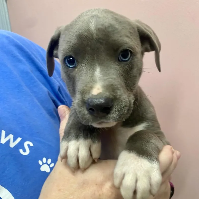 A baby small-sized male Gray / Blue / Silver Mixed Breed dog named Cheesburger for adoption in Huntsville, AR