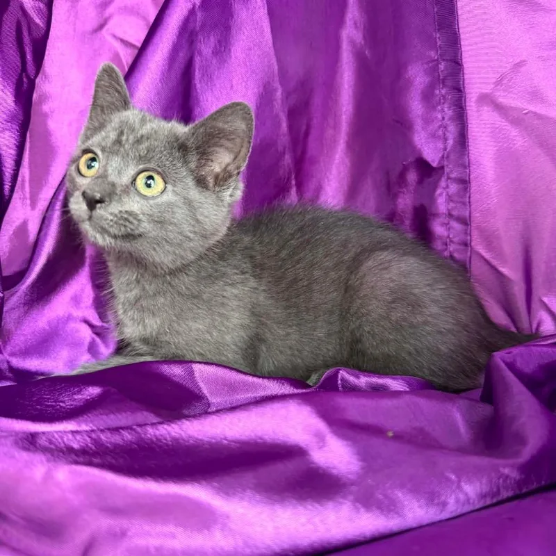 A baby small-sized male Gray / Blue / Silver Domestic Short Hair cat named Wild Fire for adoption in Eaton Rapids, MI