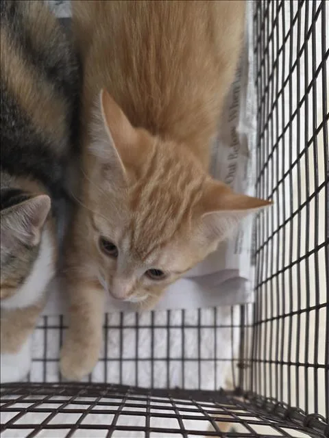 A baby small-sized female Domestic Short Hair cat named Katrina for adoption in San Pedro, CA