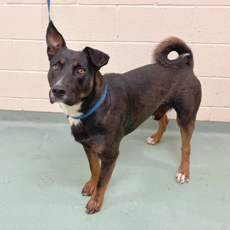 An adult large-sized male Black Mixed Breed dog named Naveen for adoption in Memphis, TN