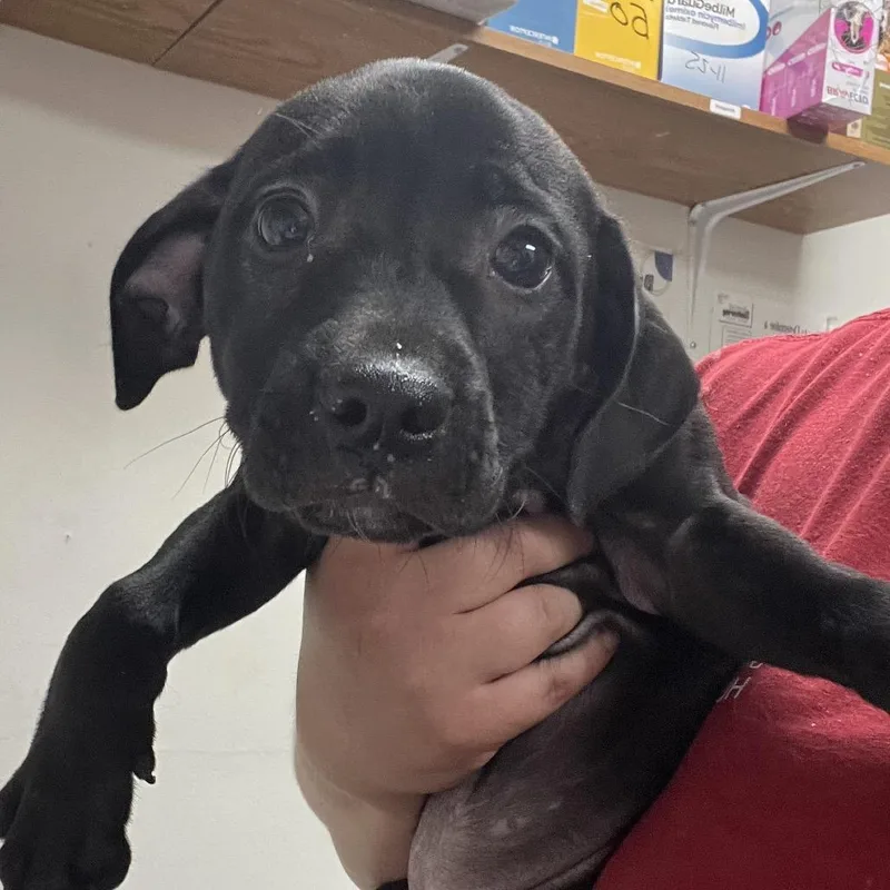 A baby small-sized female Black Labrador Retriever dog named Ember for adoption in Parrish, AL