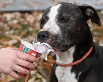 A senior large-sized male Pit Bull Terrier dog named Johnston for adoption in Atlanta, GA