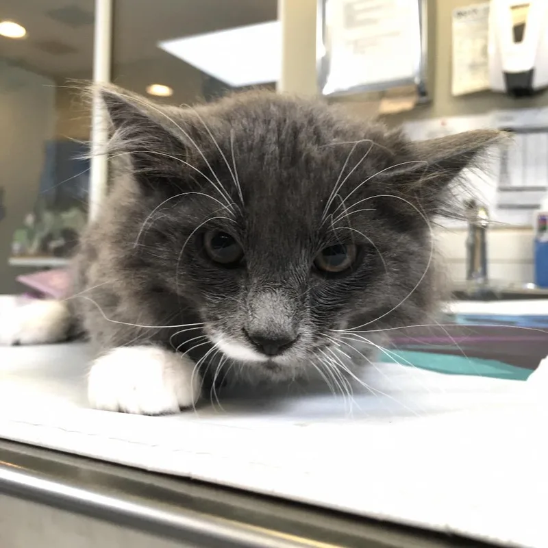 A baby small-sized male Gray / Blue / Silver Domestic Medium Hair cat named Warren Buffet for adoption in Ojai, CA