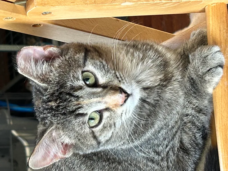 Rhiannon thumbnail 2