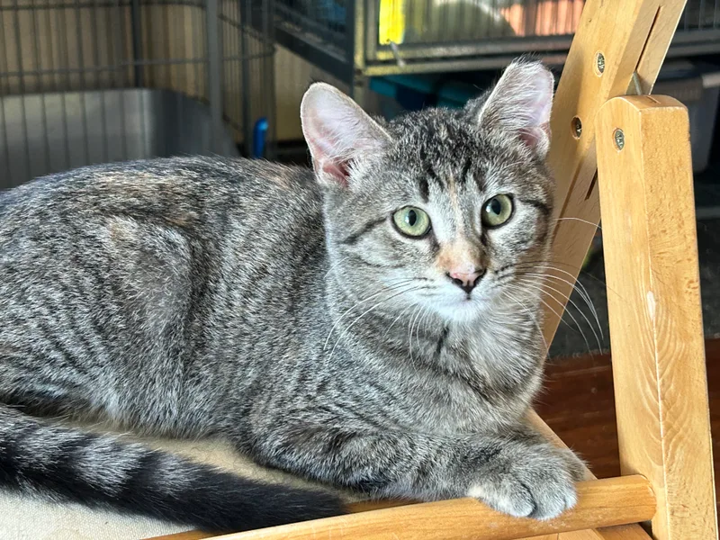 Rhiannon thumbnail 3