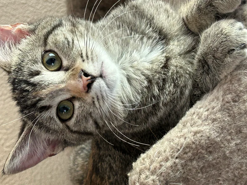 Rhiannon thumbnail 4