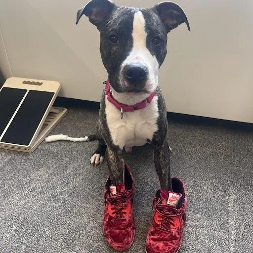 A baby medium-sized male Brindle Mixed Breed dog named Bronson for adoption in Evanston, IL