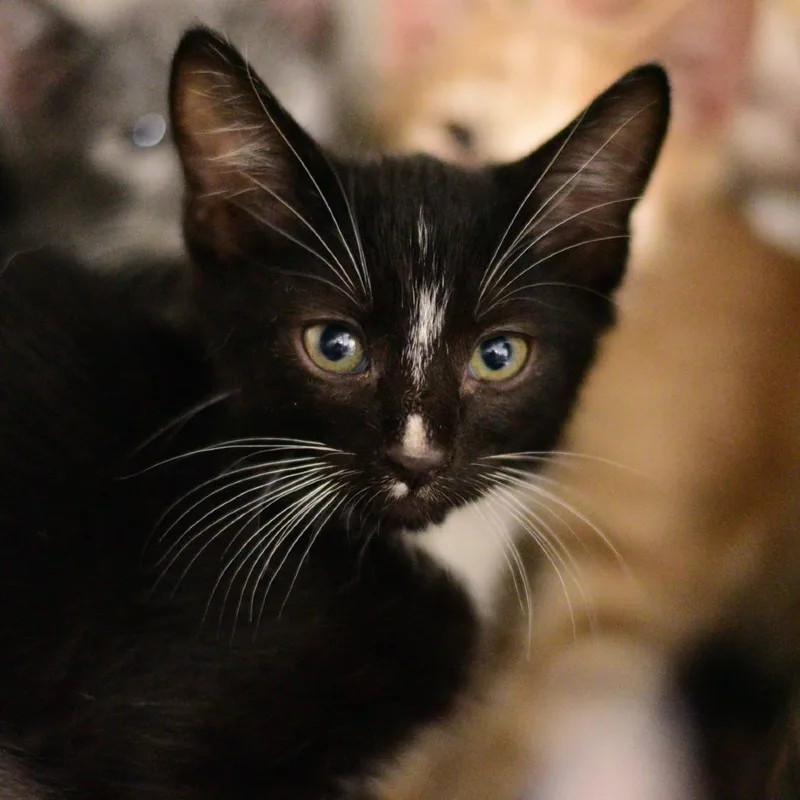 A baby small-sized male Black Domestic Short Hair cat named Encore for adoption in Idaho Falls, ID