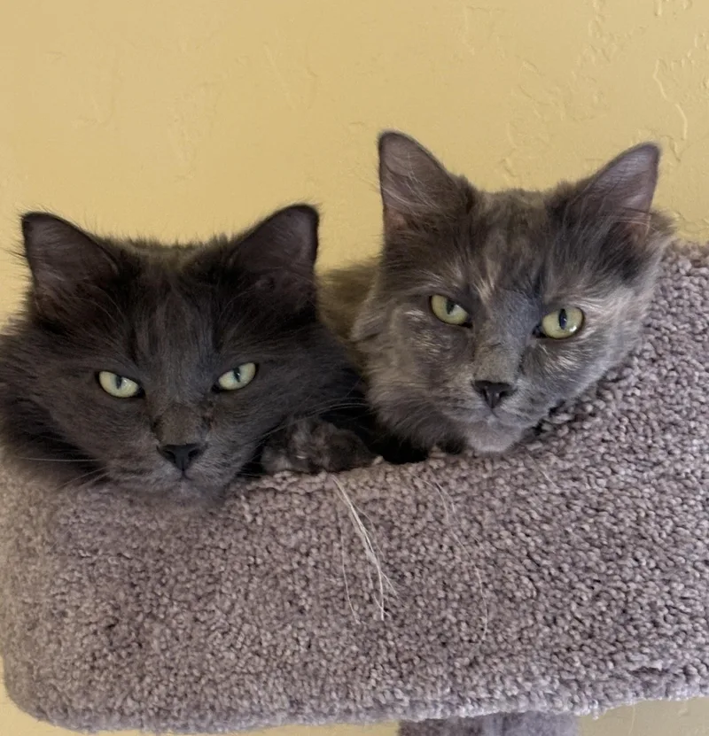 An adult medium-sized male Gray / Blue / Silver Domestic Long Hair cat named Hades And Hera for adoption in Prescott, AZ