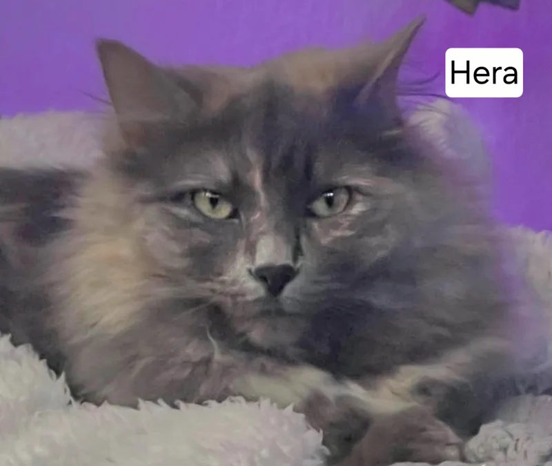 Hades And Hera thumbnail 3