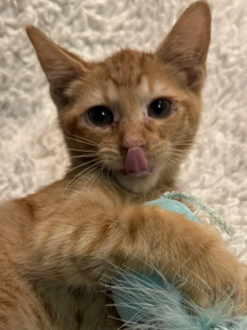 A baby medium-sized male Tabby (Orange / Red) Domestic Short Hair cat named Baby Buck for adoption in Alexandria, LA